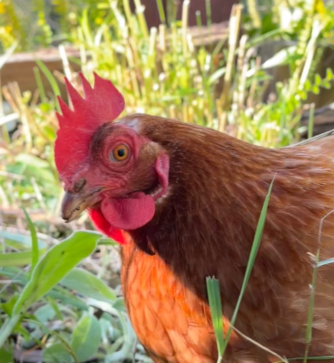 Boudica, Chapter Two